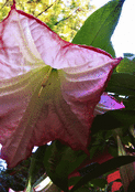 Fleur majestueuse aux doux reflets ros&eacute;s
